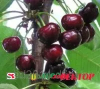 Саженцы черешни Сюбаровской