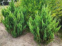 Можжевельник Stricta 1.4-2.2 м