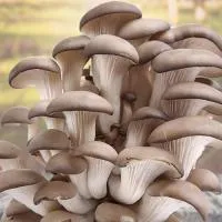 Мицелий вешенки обыкновенной