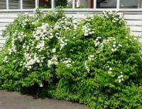 СПИРЕЯ ДУБРАВОЛИСТНАЯ SPIRAEA CHAMAEDRYFOLIA