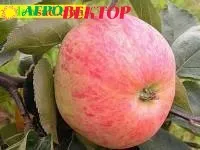 Яблоня "Ауксис"
