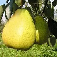 Груша Кудесница