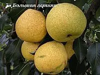 Саженцы груша Большая Летняя