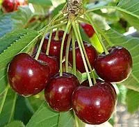 Черешня Гронковая