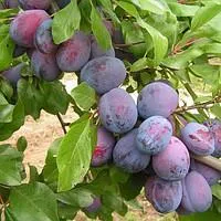 Саженцы Венгерка белорусская