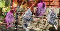 Сетка рукав для винограда \ net for grape
