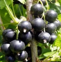 Саженцы смородины двулетки